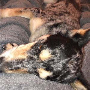 Meet your Posher, Paige